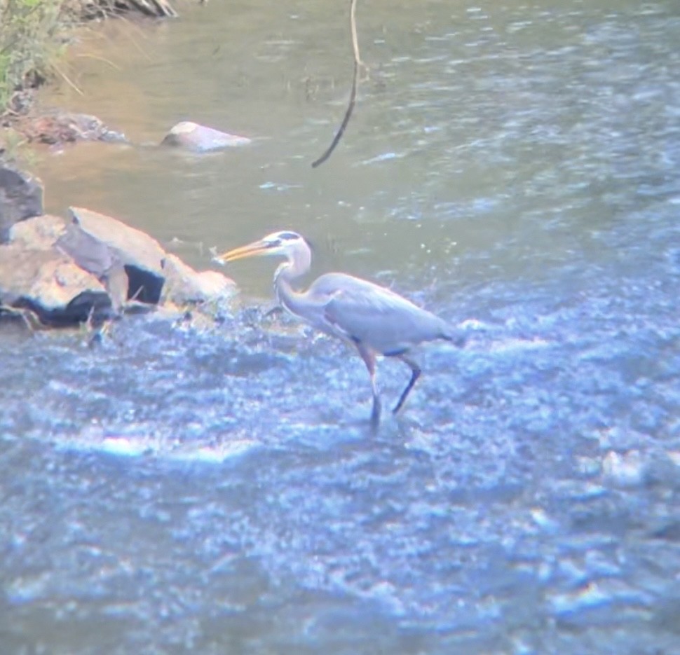 Great Blue Heron - ML617285808