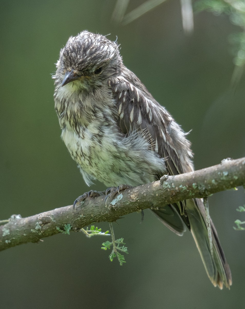 Muscicapa sp. - ML617285826