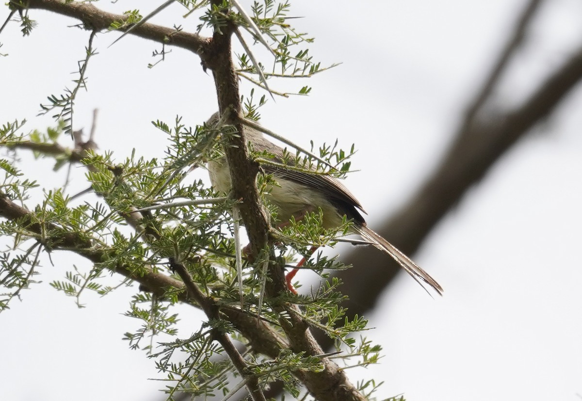 Prinia Ventripálida - ML617285829