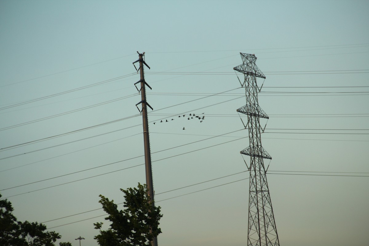 Double-crested Cormorant - ML617285837