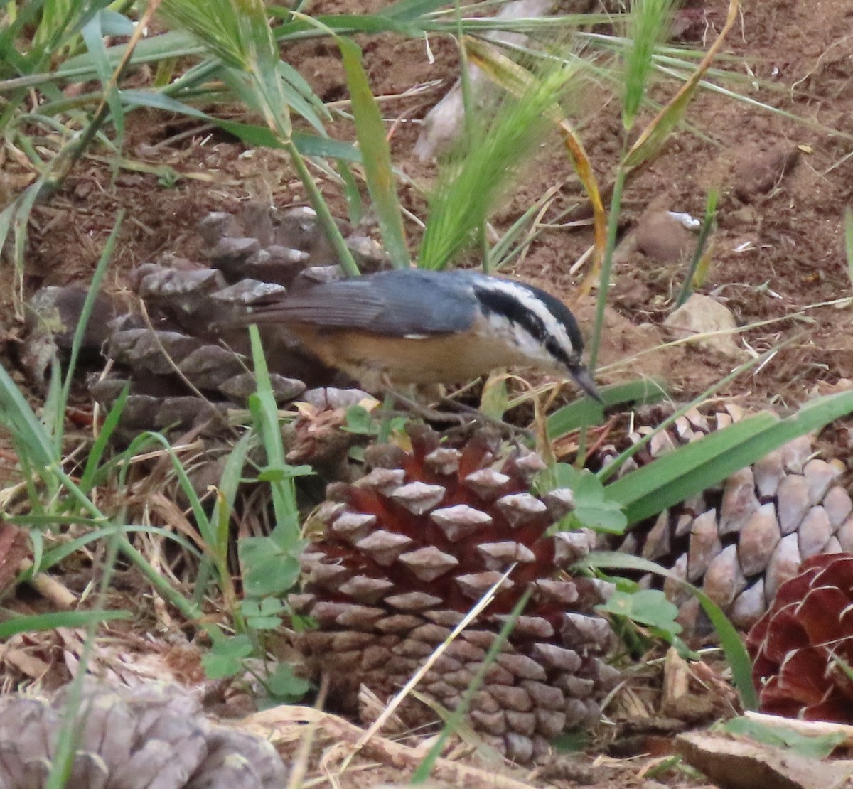 Red-breasted Nuthatch - Ketury Stein