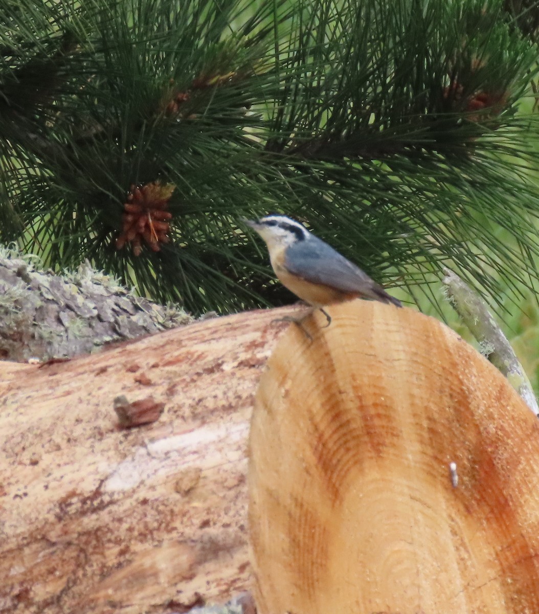 Red-breasted Nuthatch - Ketury Stein