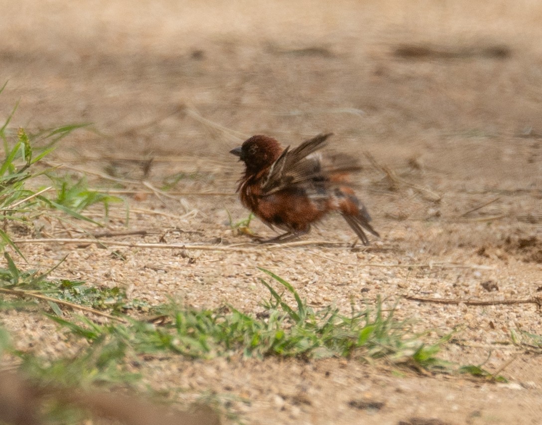 Chestnut Sparrow - ML617285898