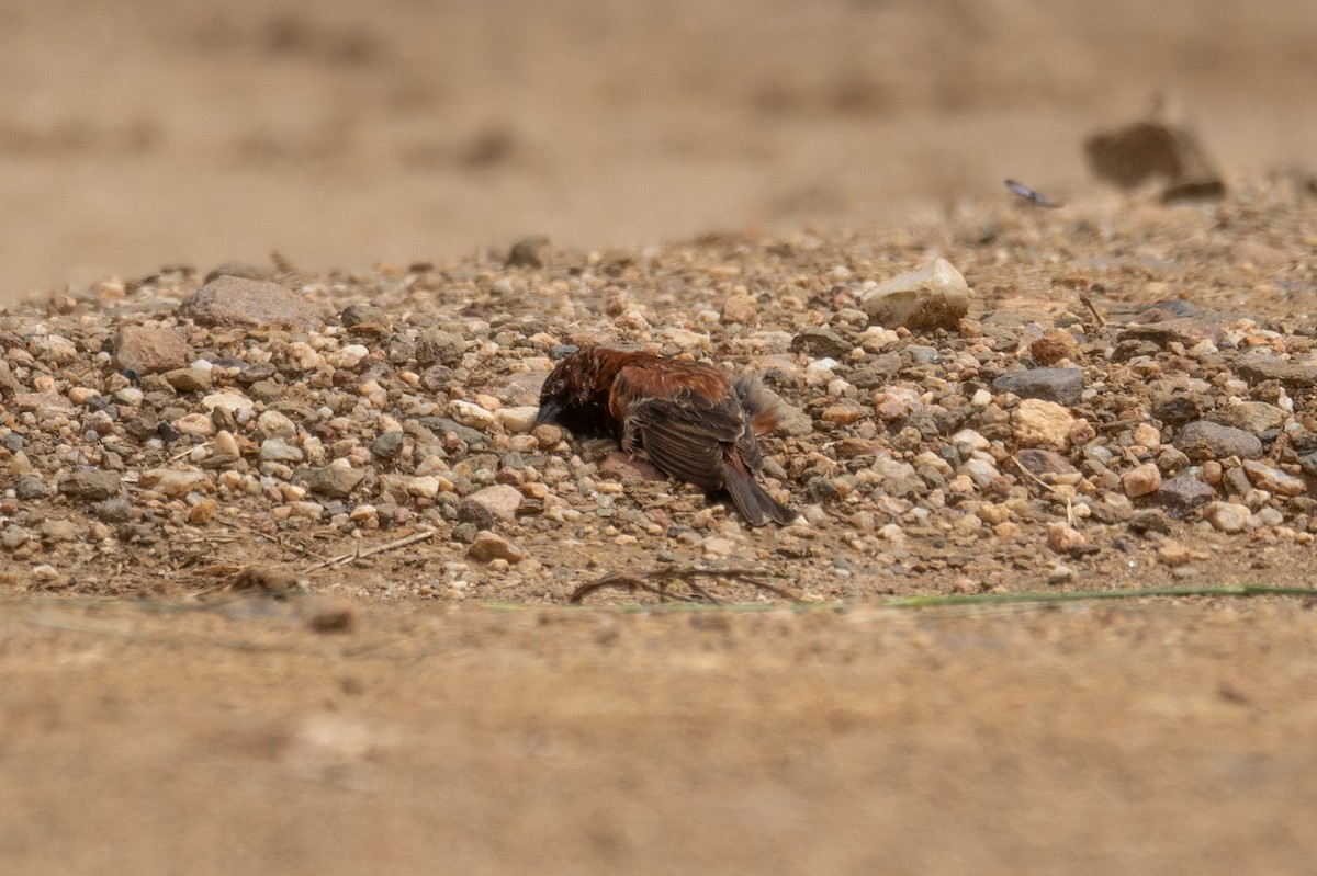 Chestnut Sparrow - ML617285900