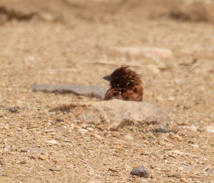 Chestnut Sparrow - ML617285901