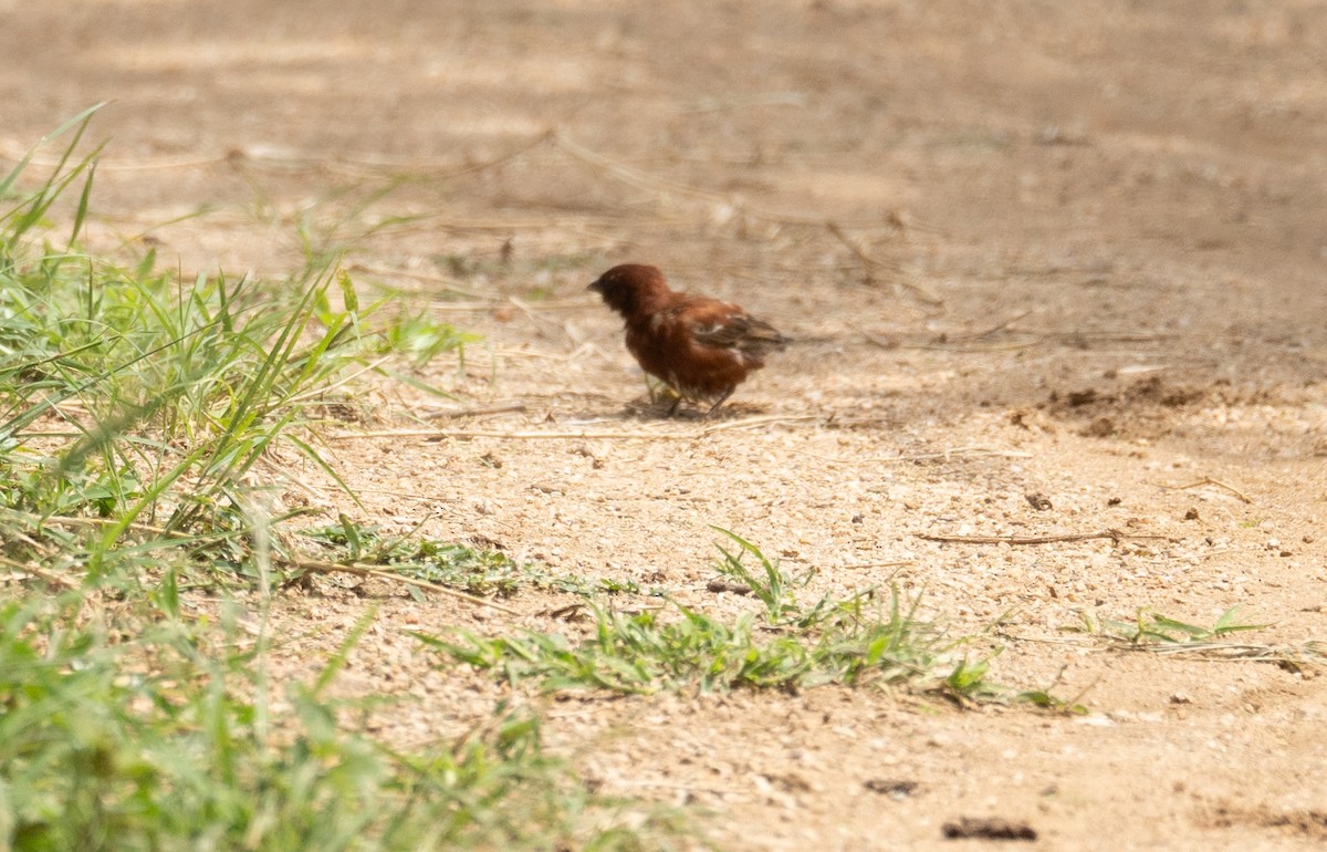 Chestnut Sparrow - ML617285902