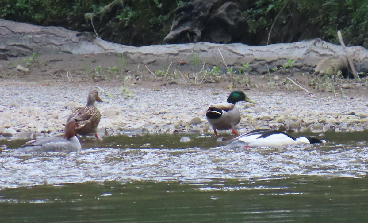 Common Merganser - ML617285907