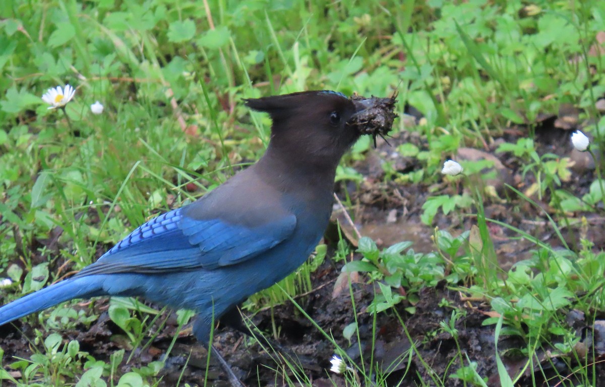 Steller's Jay - ML617285919