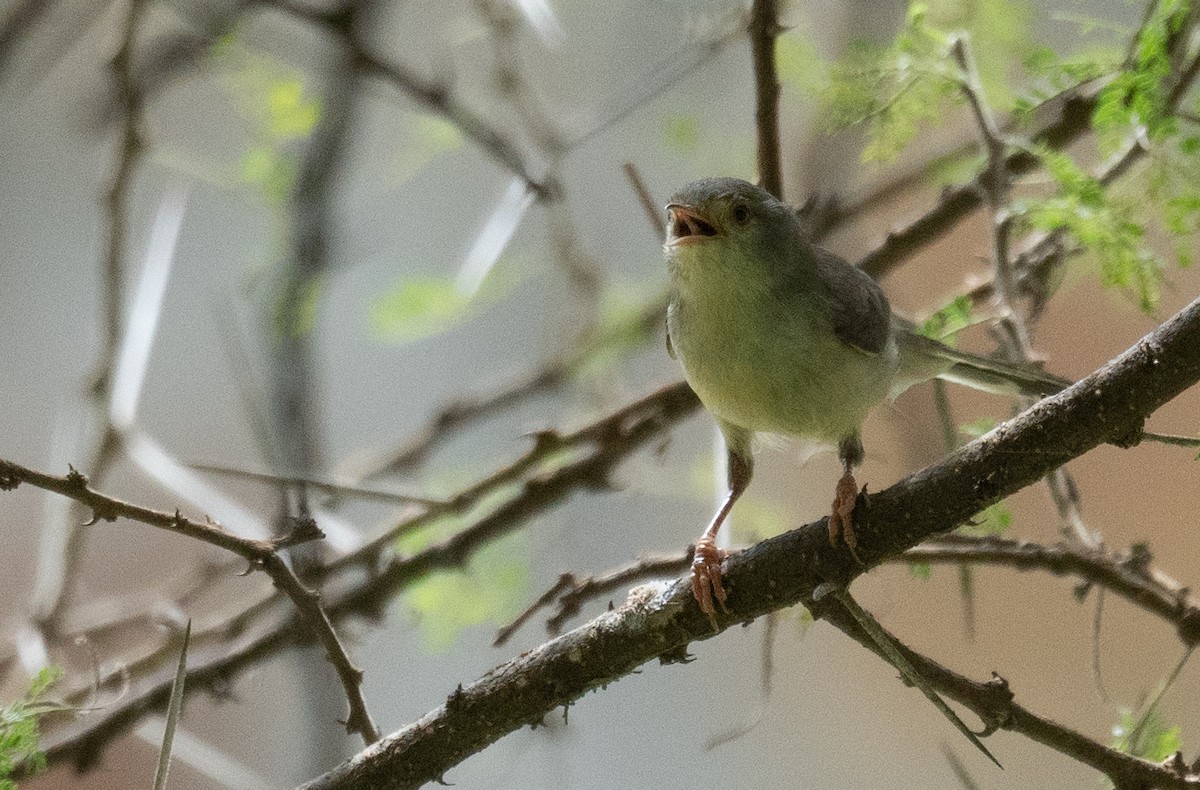 Buff-bellied Warbler - Kevin Gong