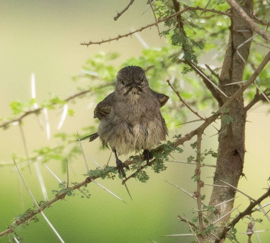 African Gray Flycatcher - Kevin Gong