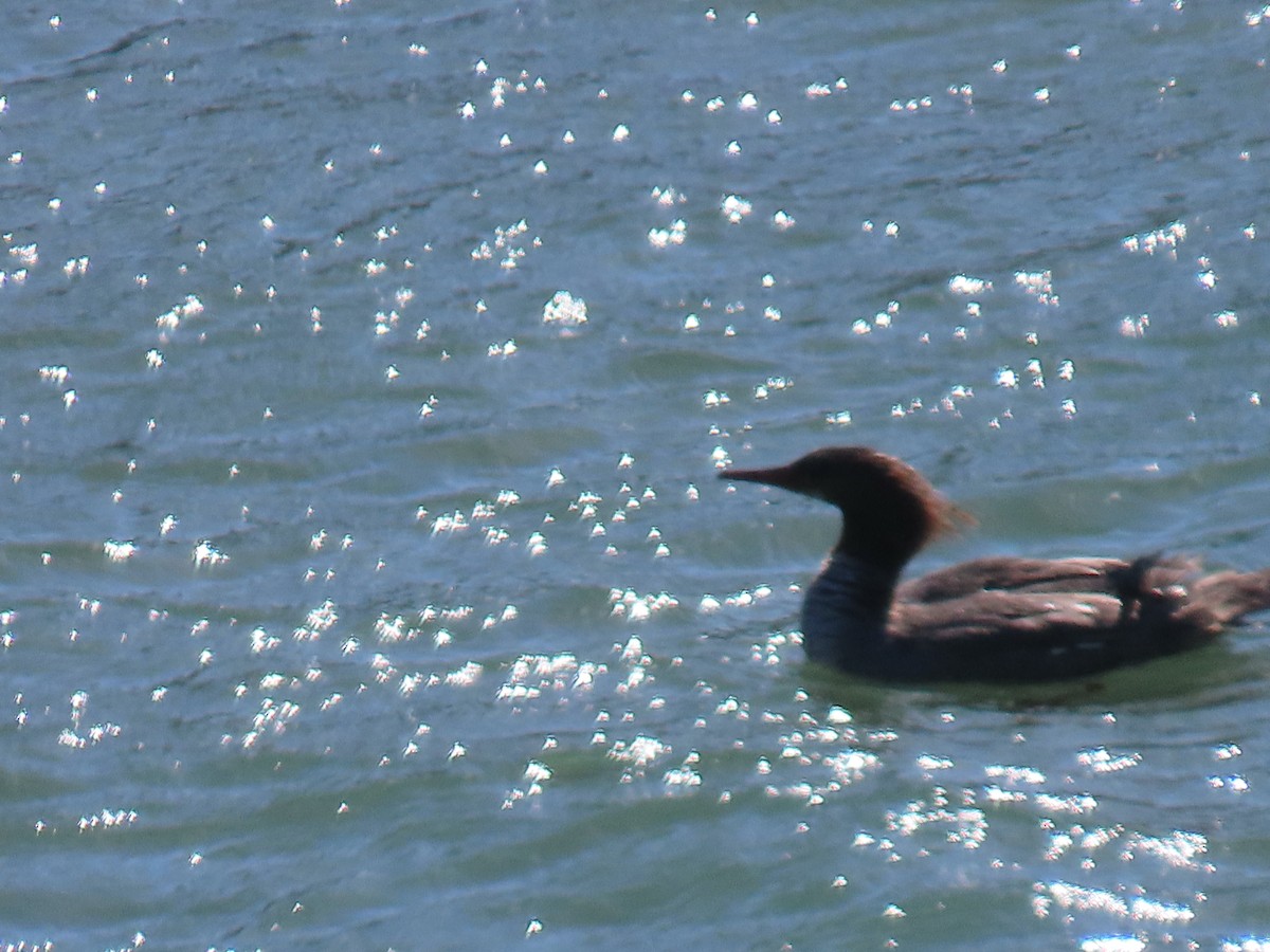 Red-breasted Merganser - ML617285961