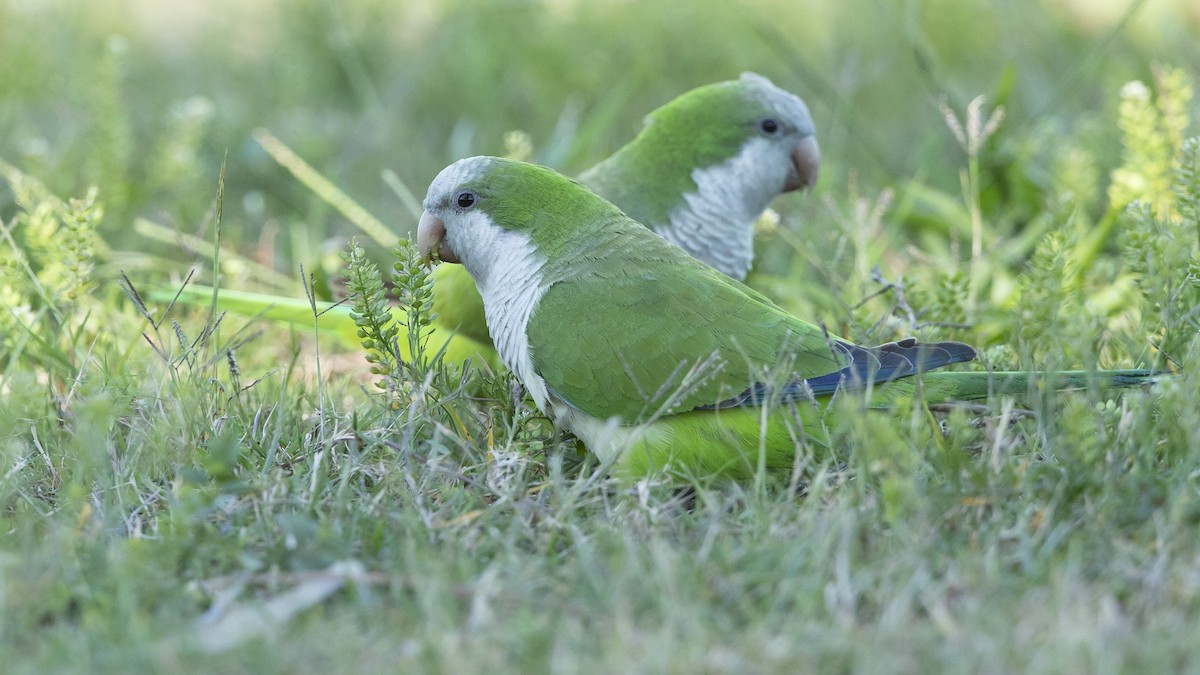 Monk Parakeet - ML617285968