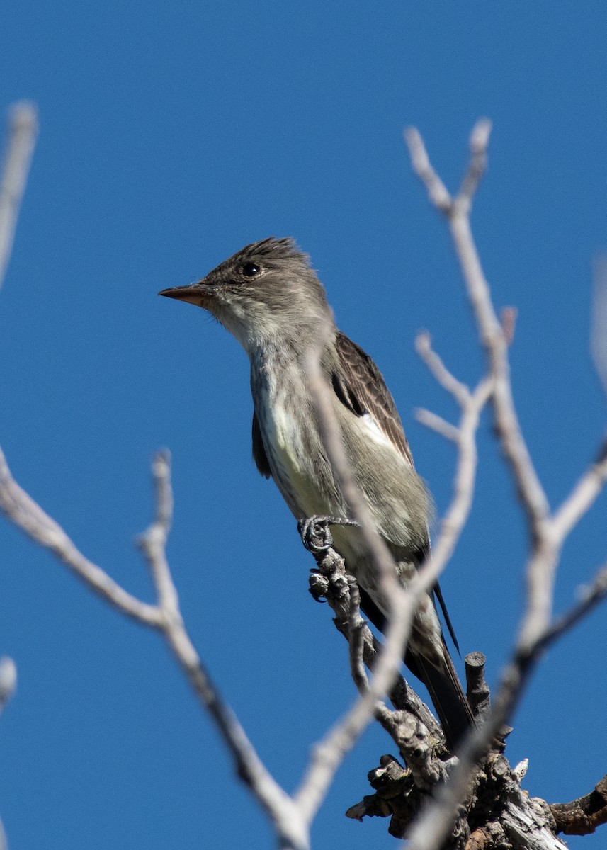 Olive-sided Flycatcher - Bente Torvund