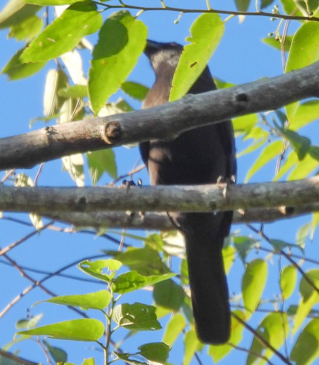 Flores Crow - ML617285973