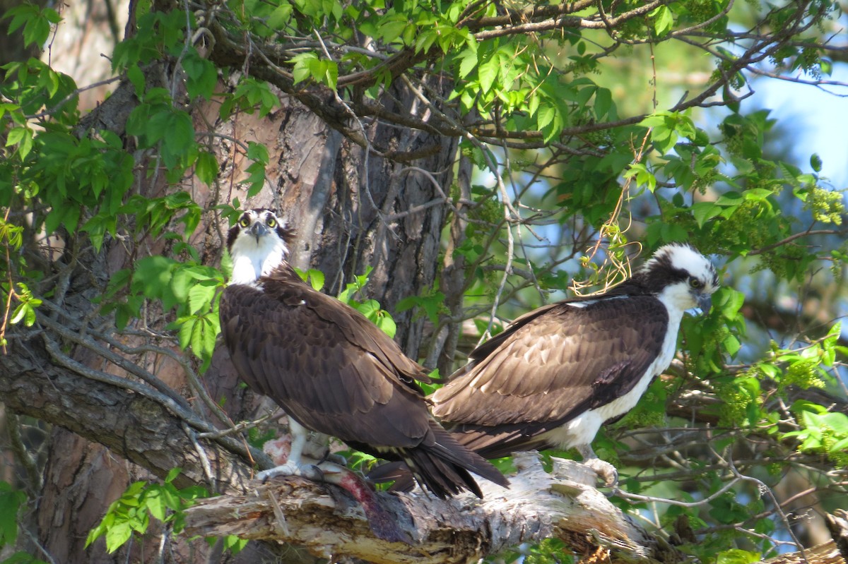 Osprey - Mark Kamprath