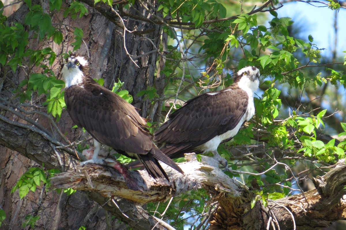 Osprey - Mark Kamprath