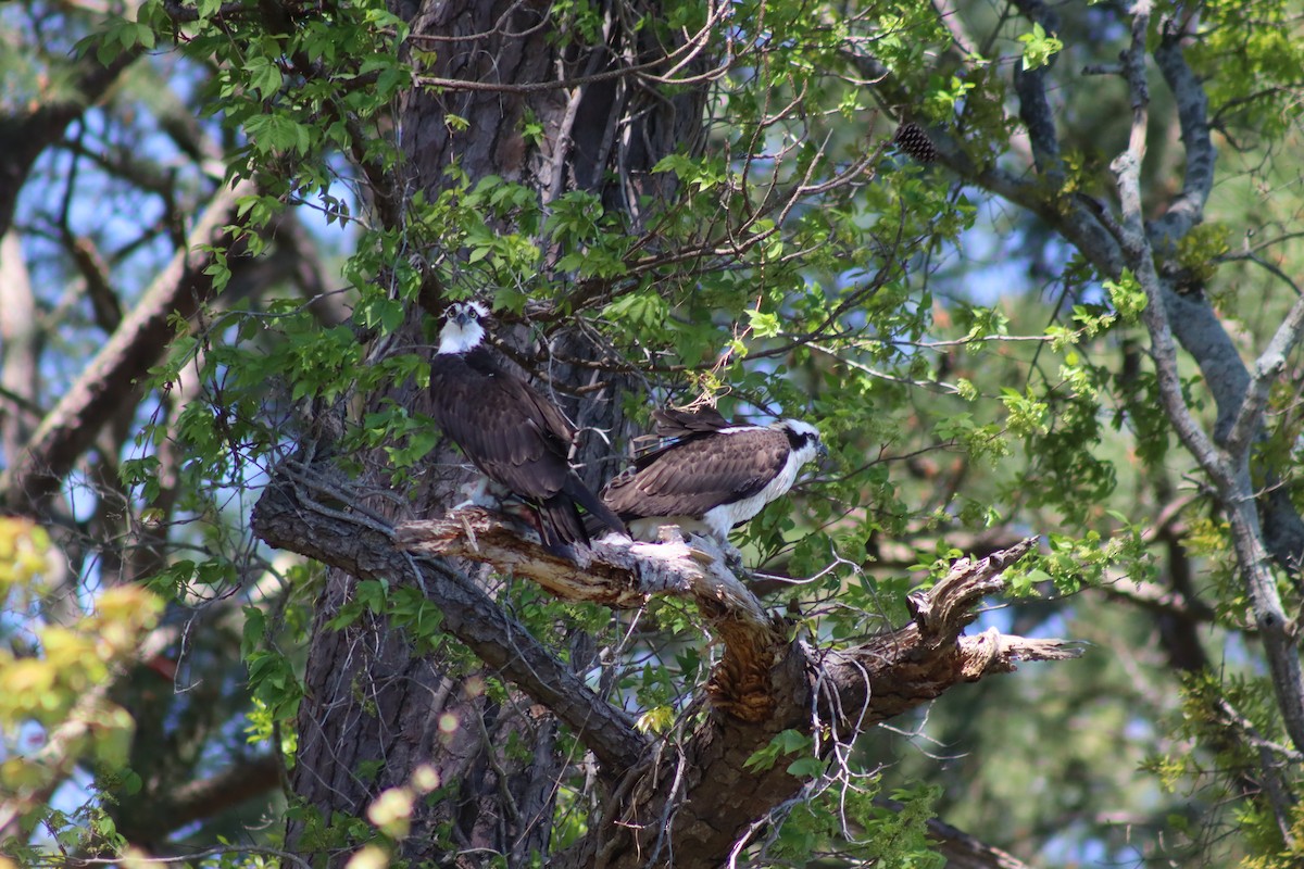 Osprey - Mark Kamprath