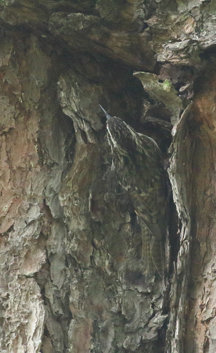 Bar-tailed Treecreeper - ML617286001