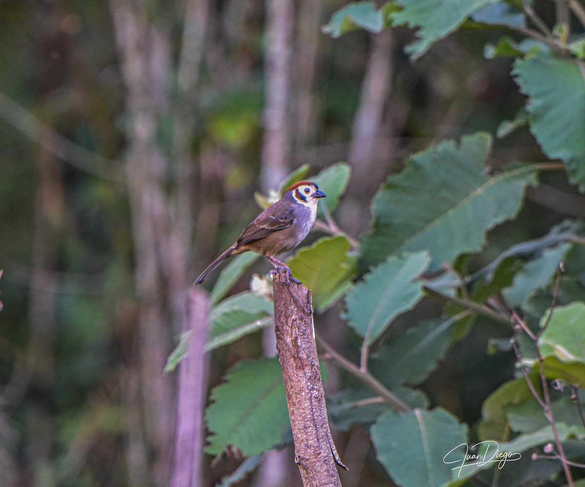 White-faced Ground-Sparrow - ML617286053