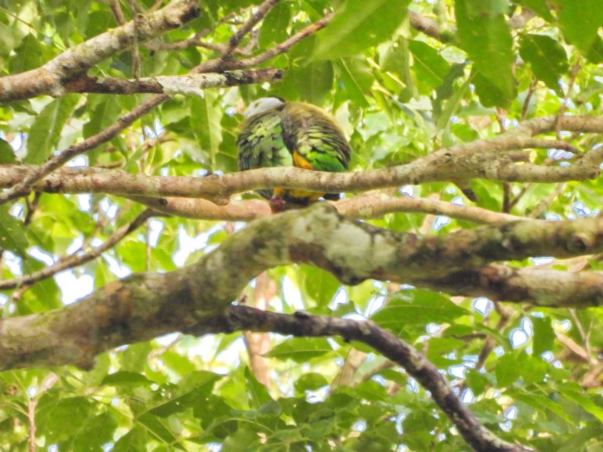 Black-naped Fruit-Dove - ML617286079