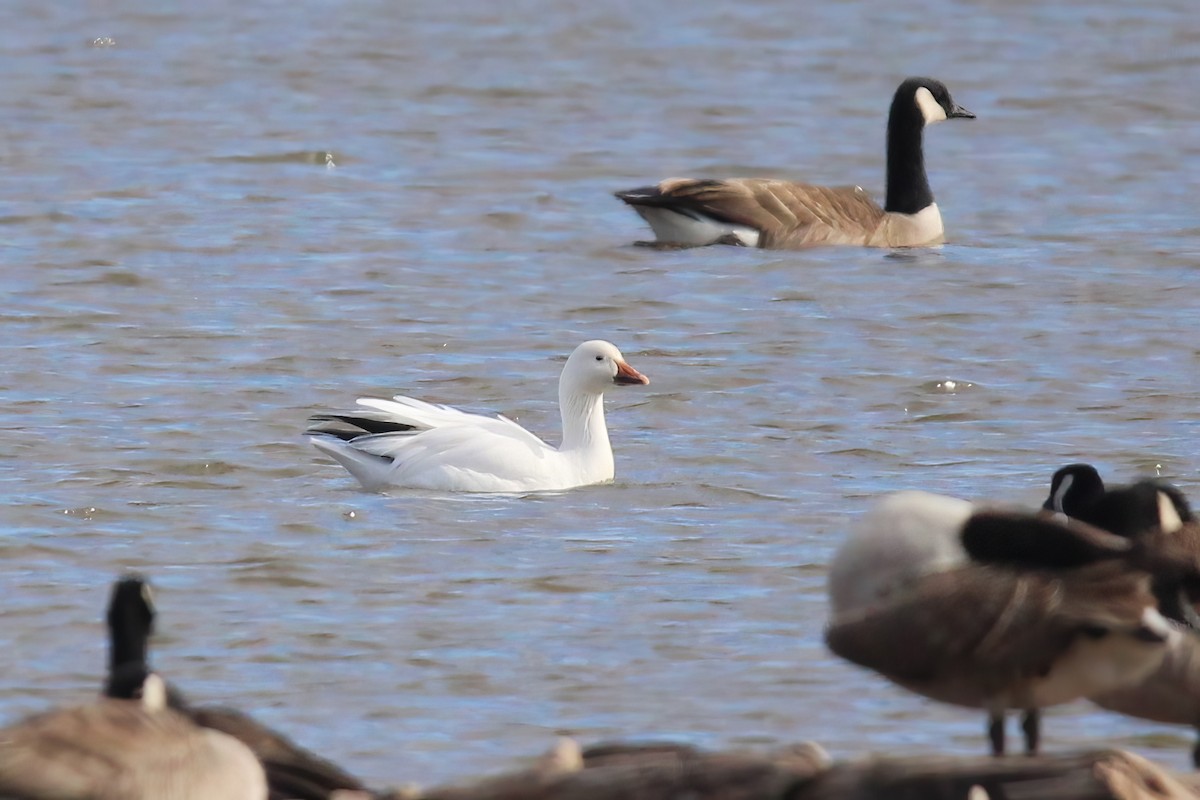 Snow Goose - ML617286150