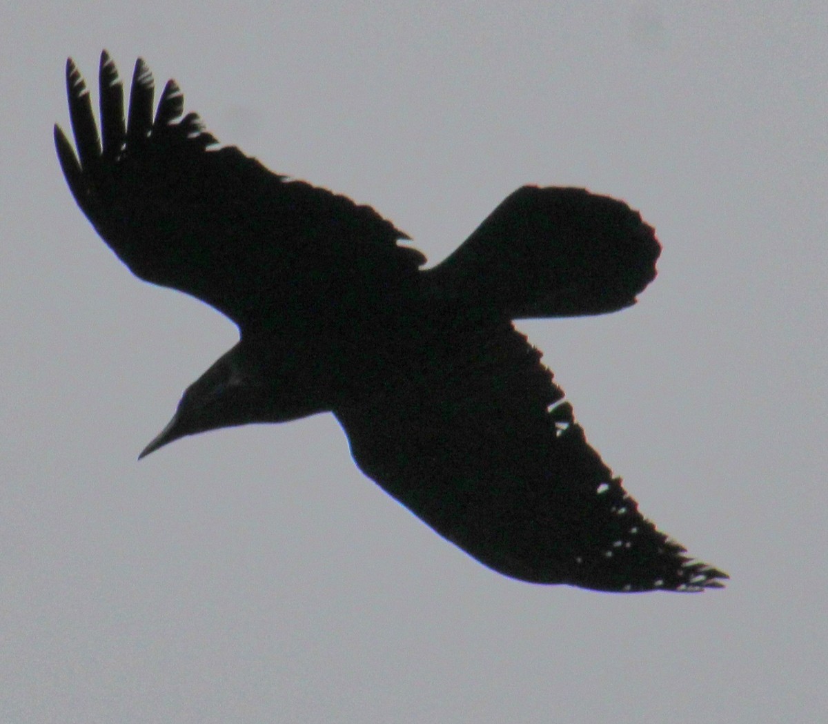 Common Raven - Samuel Harris