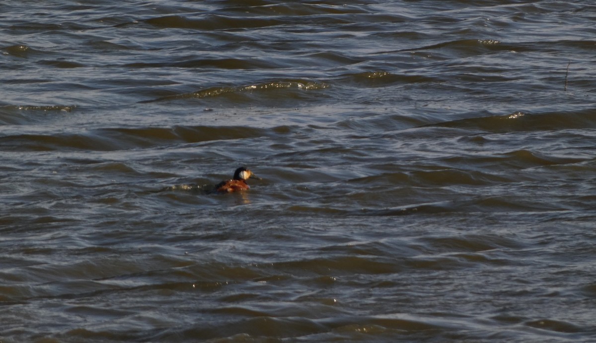 Ruddy Duck - ML617286168