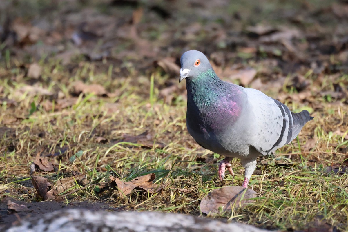 Rock Pigeon (Feral Pigeon) - ML617286184