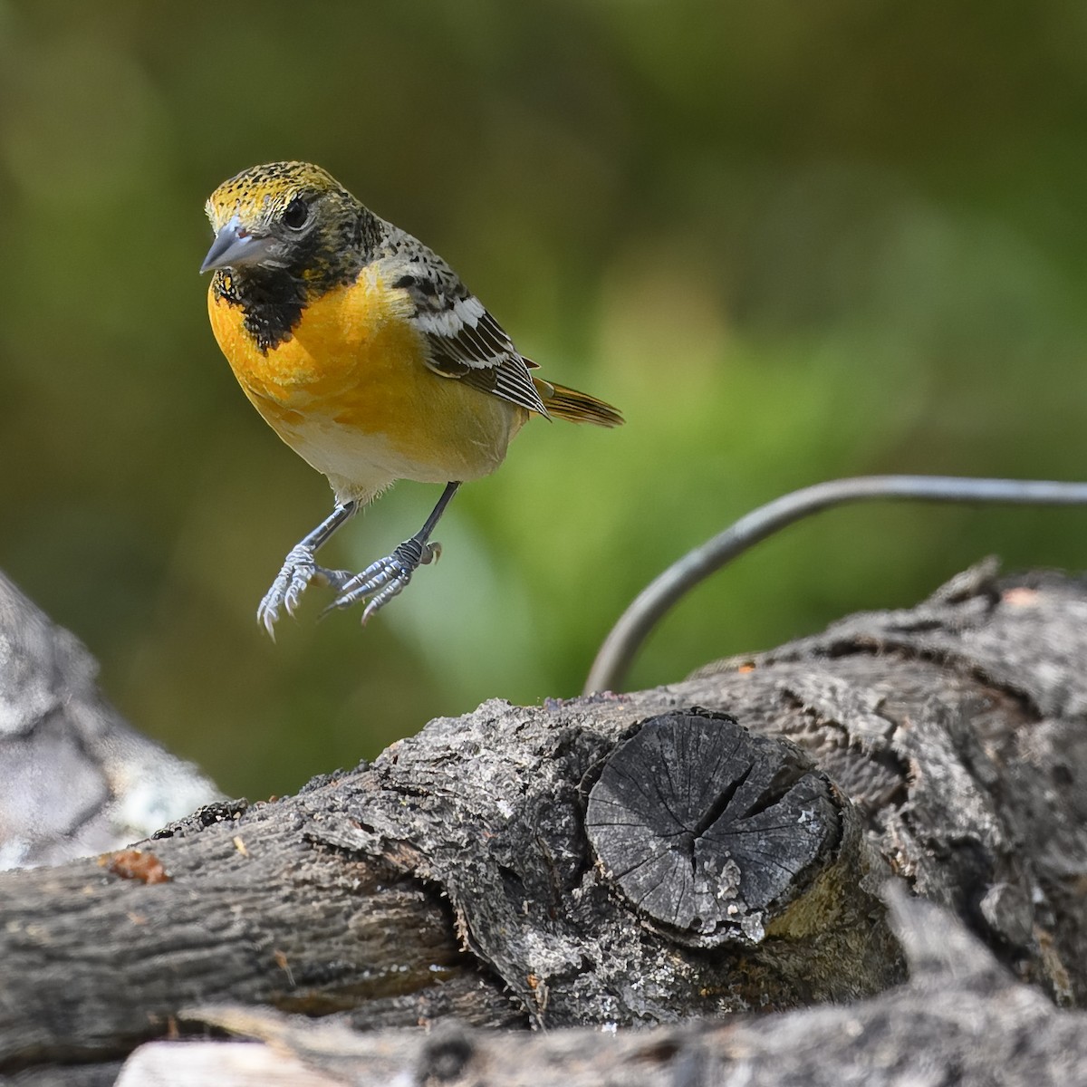 Baltimore Oriole - Laura  Wolf