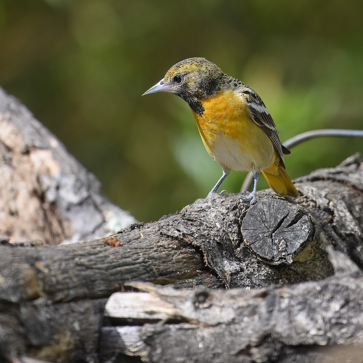 Baltimore Oriole - ML617286199