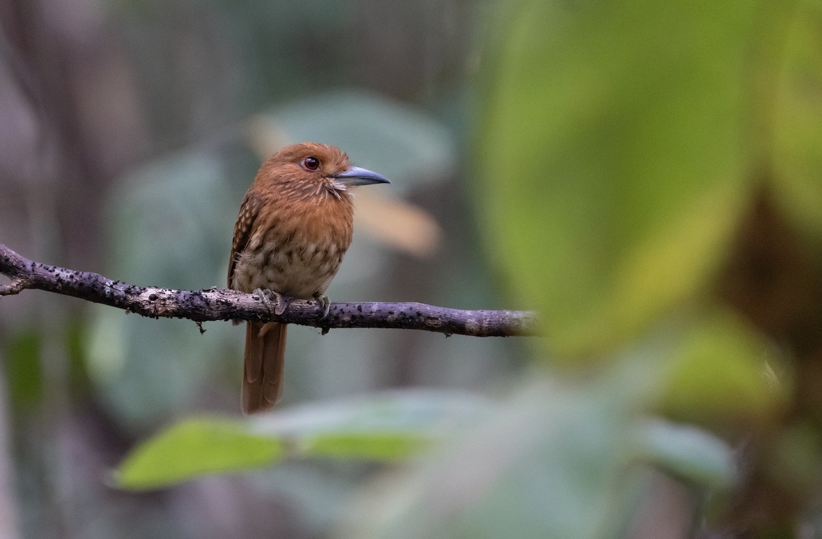 White-whiskered Puffbird - ML617286216