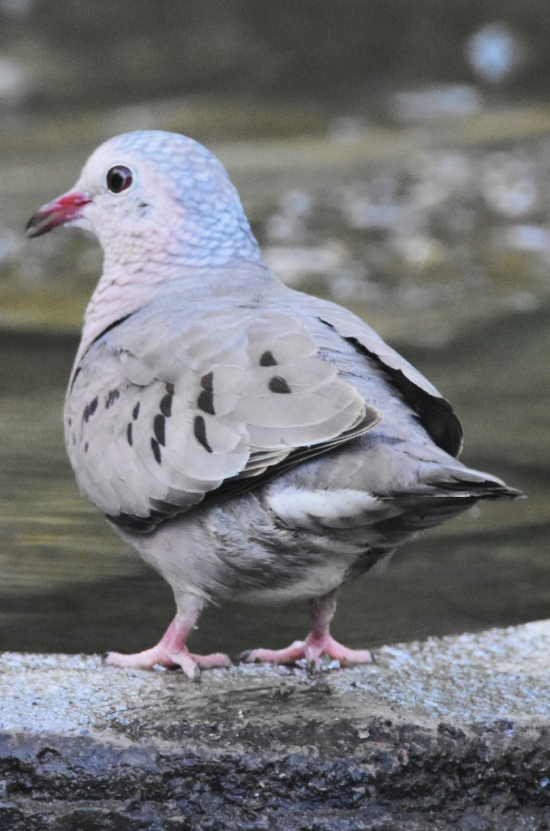 Common Ground Dove - Old Sam Peabody