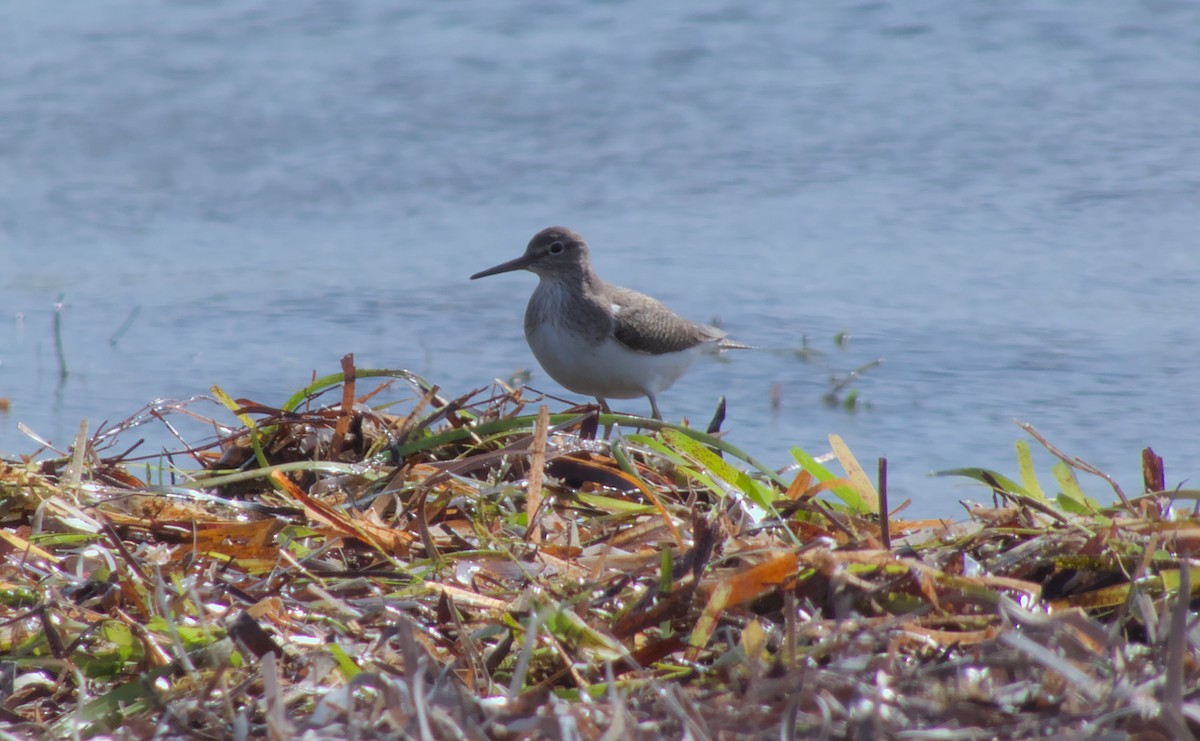 Common Sandpiper - ML617286250