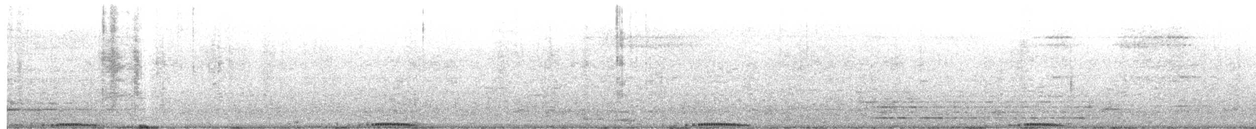holub skalní (domácí) - ML617286284