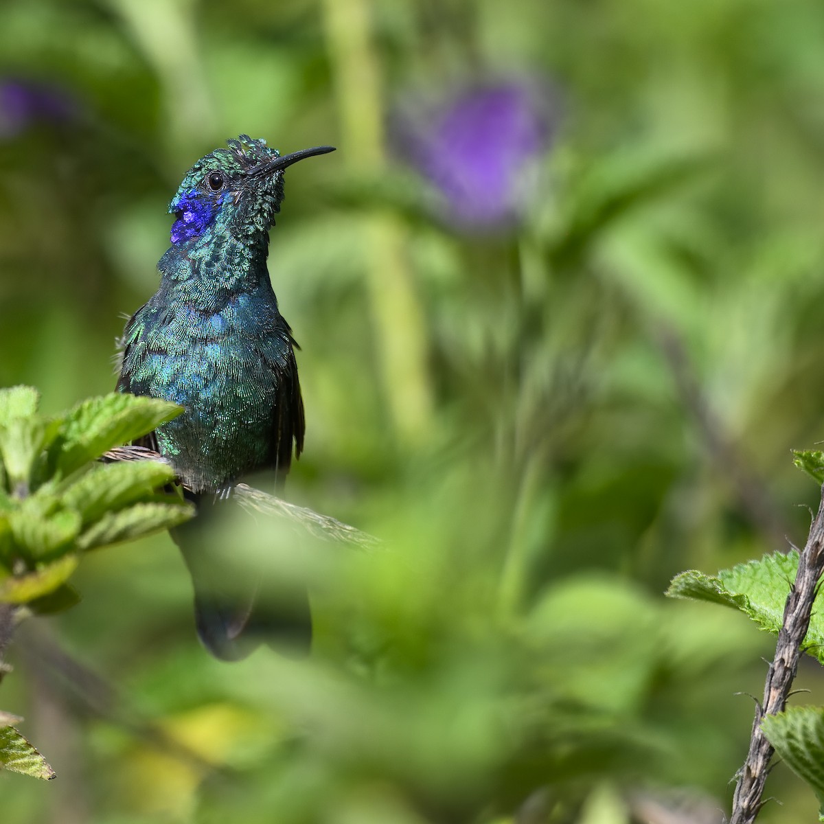 Lesser Violetear - ML617286330