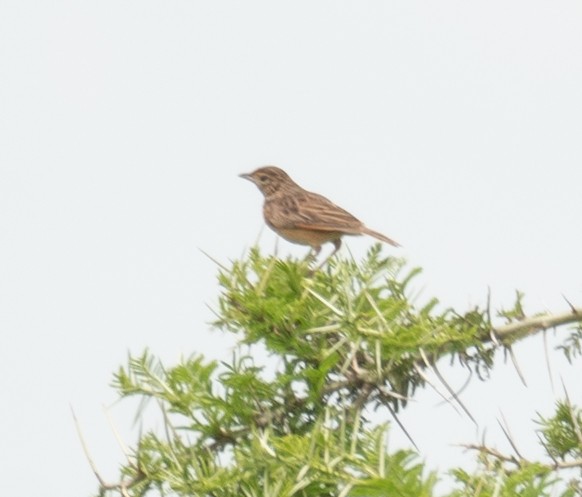 Flappet Lark - ML617286343