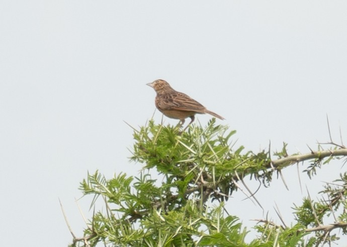 Flappet Lark - Kevin Gong