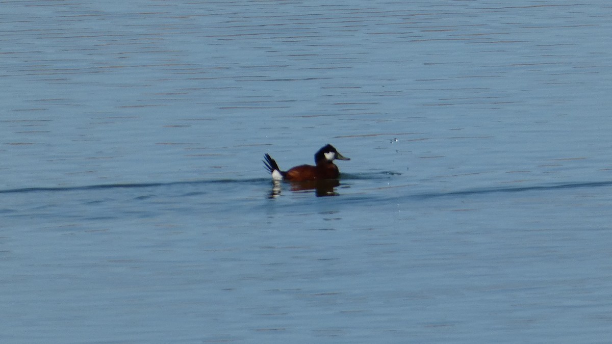 Ruddy Duck - ML617286366