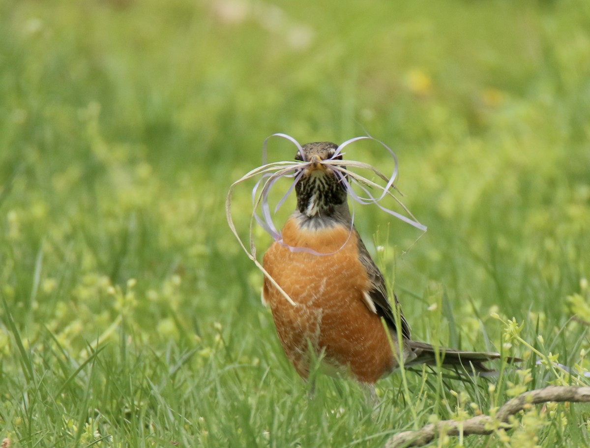 American Robin - Derek Stoner