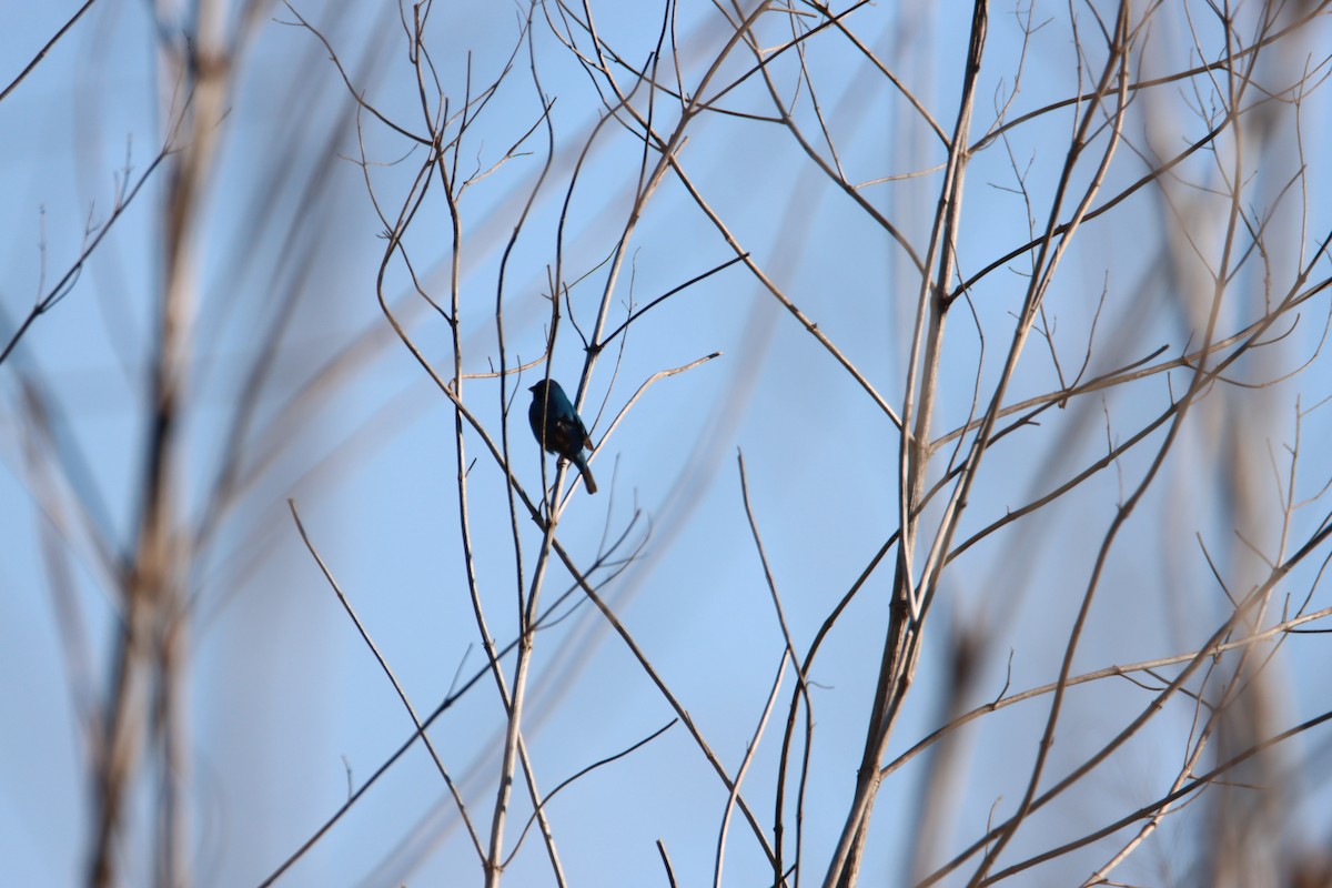 Indigo Bunting - John Keegan