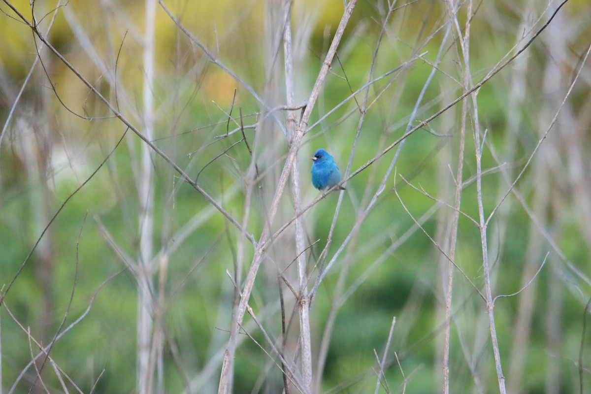 Indigo Bunting - John Keegan