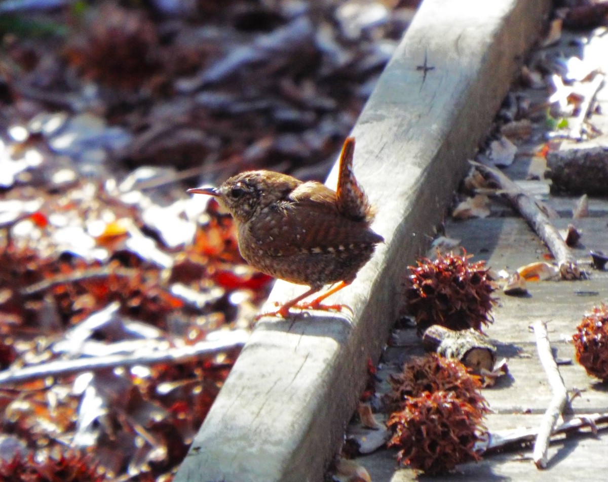 Winter Wren - kay martin