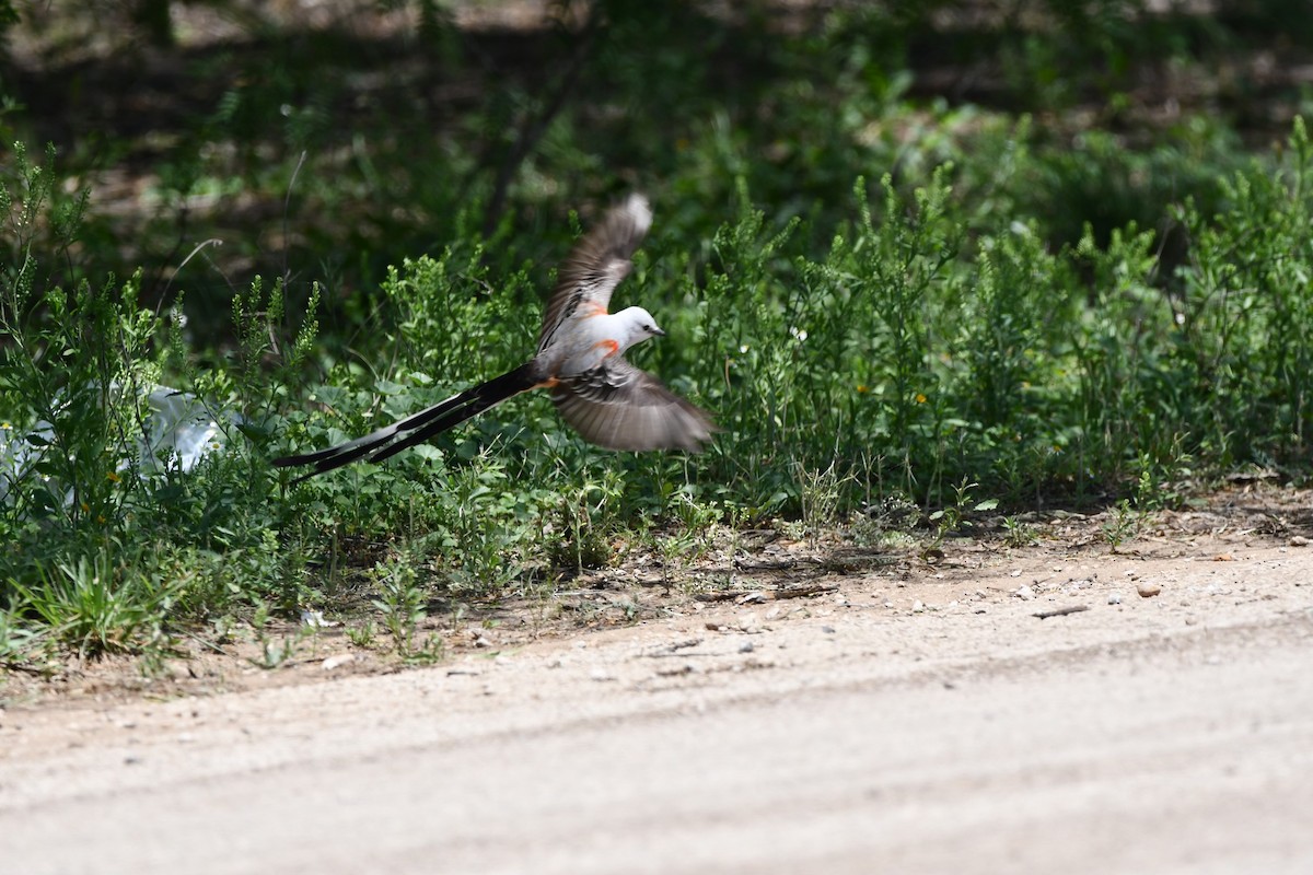 Scissor-tailed Flycatcher - A Vira