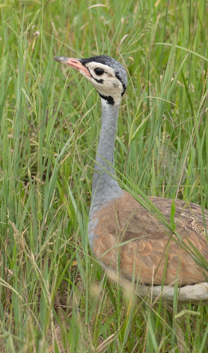 White-bellied Bustard - Kevin Gong