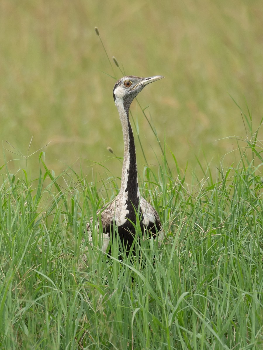 Black-bellied Bustard - ML617286508