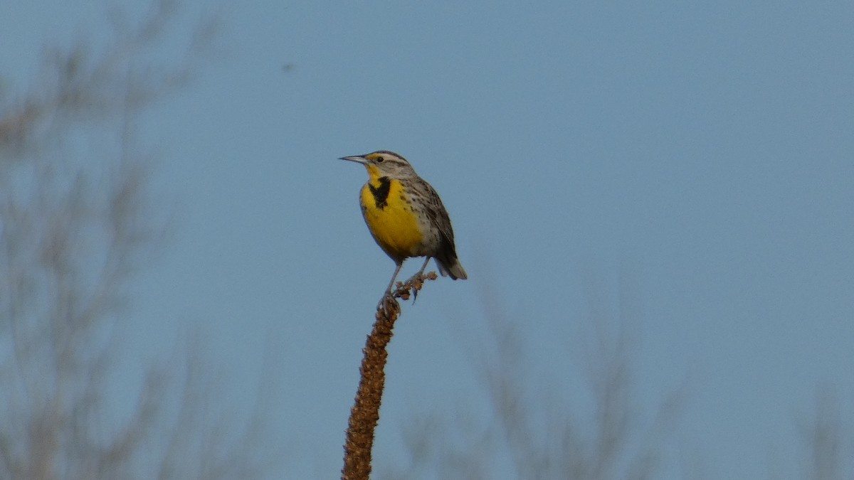 Western Meadowlark - Lynn Slaga