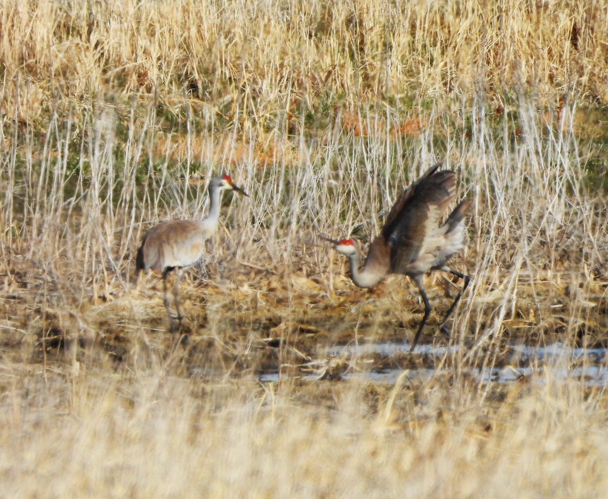 Sandhill Crane - ML617286520