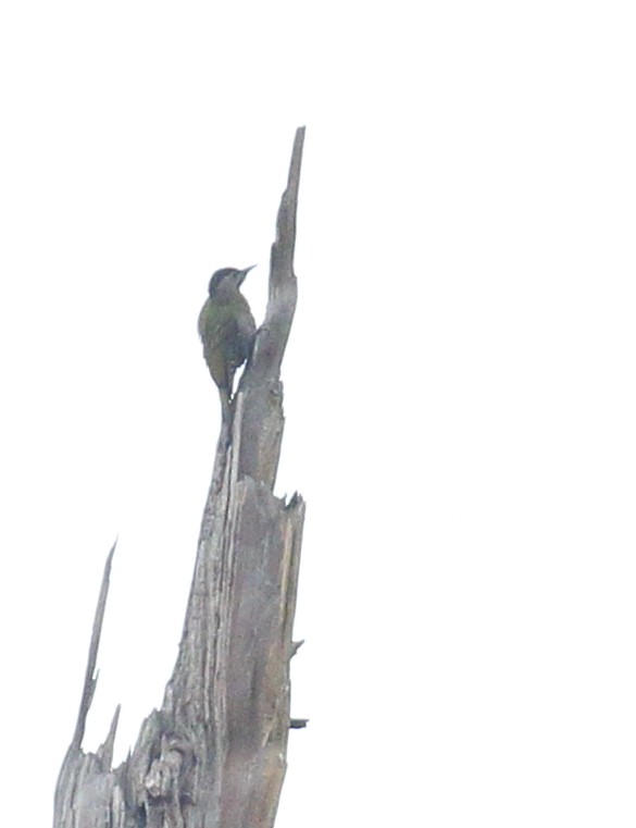 Gray-headed Woodpecker - ML617286542