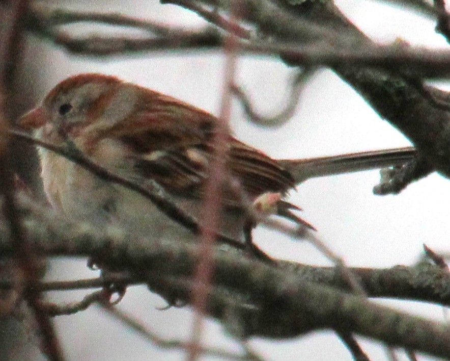 Field Sparrow - ML617286674