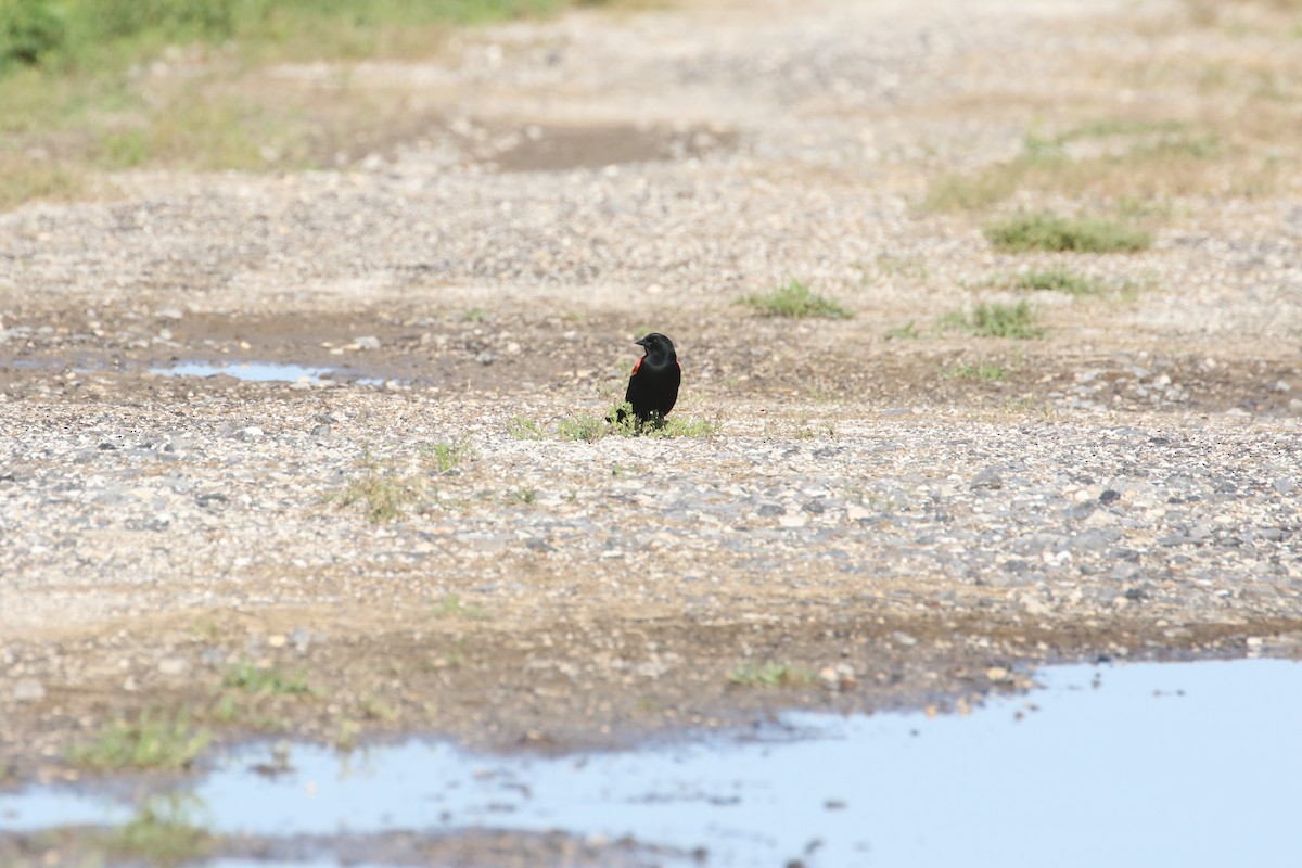 Red-winged Blackbird - Delaina LeBlanc